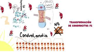 Osificación endocondral [upl. by Gnidleif114]