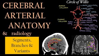 ARTERIAL ANATOMY OF BRAIN Segments Branches and Variants  Neuroradiology [upl. by Yenroc]