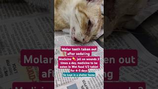 टूटे दांत निकलवाऐ Molar teeth brokentaken out by Veterinary doctor after sedating Cat 4 days दवाई [upl. by Donadee]