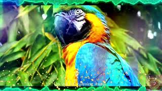 Wings of the Tropics Calming Music 🔯 SI KR ☯️ [upl. by Alletsyrc]