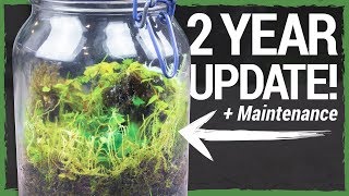 Closed Tropical Terrarium 2 YEAR UPDATE [upl. by Merwyn]