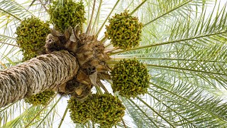 The Date Palm and its Significance in the Bible [upl. by Akem]