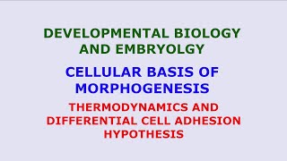 Differential Adhesion HypothesisThermodynamic ModelCell Interactions Morphogenesis Cellular Basis [upl. by Nennarb871]