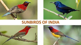 Sunbirds of India 🇮🇳  Birds  Indian Birds [upl. by Susan139]