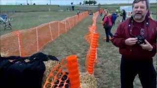 Jack Russell Terrier Races  FAST DOGS [upl. by Alyehc500]