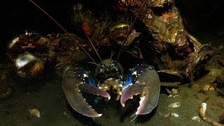 Tauchen im Grevelinger Meer  Flora und Fauna im größten Salzwassersee Europas Holland 2016 [upl. by Depoliti790]