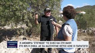 Η Ανομβρία quotστέγνωσεquot τις ελιές και στη ΜάνηΣτο 80 η ζημιάΔε θα μαζέψουμε φέτος λένε οι παραγωγοί [upl. by Lemraj]