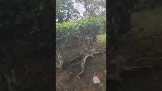 Munnar is soo beautiful 😍munnar keralatourism travel nature trendingshorts shortvideo [upl. by Bentley]