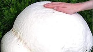 Giant Edible Puffball Mushroom  how to cook [upl. by Aihtak231]