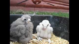 Feeding Baby Falcons [upl. by Lerim512]