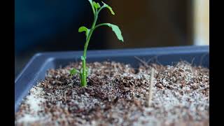 Ginkgo Timelapse [upl. by Naitsihc562]