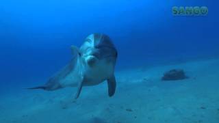 Bottlenose Dolphin [upl. by Anitsyrhk]