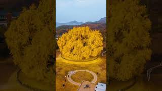 Korea Travel – WonjuA gigantic ginkgo tree that is nearly 800 years old👀 yoon the road [upl. by Ailla]