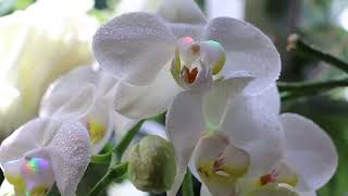 Amazing White Orchids and Roosters Songs [upl. by Zacherie703]