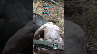 Hairless Chimpanzee Jambo And Kibali Communication [upl. by Anikahs388]