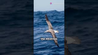 Albatross Bird Totem Nov 11 to Nov 18 2024 albatross bird birdtotem birdtotems spiritguide [upl. by Odilo]