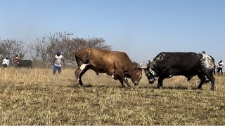 3 in one Shingishane vs Skweletu50 kg no ngqongoshe 🥰✅☄️ [upl. by Buchheim25]