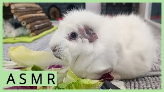 Meerschweinchen und Salat  sehr tolle Geräusche 🥬 [upl. by Htor]