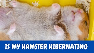 How Do I Know If My Hamster Is Hibernating [upl. by Ethel]