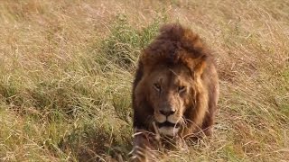 Masai Mara Highlights [upl. by Ailgna666]