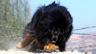 20 Most Powerful Dogs in the World [upl. by Noek]