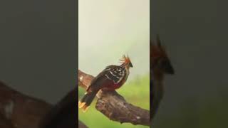 🐦 South Americas Flying Cow The Hoatzin  🐦🌿✨ hoatzin birds shortsfeed [upl. by Aissela180]