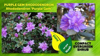 PURPLE GEM RHODODENDRON  Rhododendron ‘Purple Gem’ [upl. by Leahcimed]