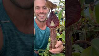 Happy Monday with Nepenthes truncata  giant x maxima  dark x spectabilis EP [upl. by Anirbes]