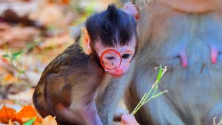 Insect Bite Adorable Baby Monkeys Eye Almost Blind  VānarāḥKH [upl. by Noemis478]