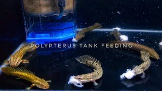 FEEDING POLYPTERUS LAPRADEI ORNATE DELHEZI POLLI WITH SHRIMP FILLETS [upl. by Morentz274]