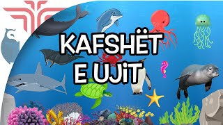 Kafshët e ujit [upl. by Lau]