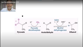 Las fermentaciones tipos y microorganismos implicados V59 [upl. by Nylrahc]