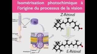 Géométrie des molécules  33 [upl. by Adnalram]