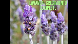 LAVANDA SIEMBRA CRECIMIENTO Y CUIDADOS VIDEO COMPLETO PASO A PASO [upl. by Nyltac]