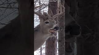 What is this deer trying to chew [upl. by Aubyn]