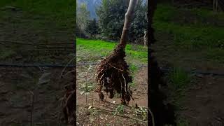 APPLE ROOTSTOCK PROPAGATION using vertical growth of a Rootstock mother Plant of MM111 [upl. by Erodavlas]