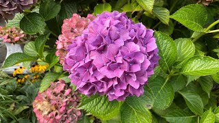 Different Colors Big LeafMop Head Hydrangea Macrophylla 4K September 2024 [upl. by Ahpla]