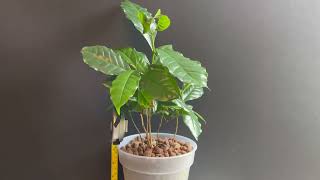 Coffee plant grown in LECAHydrotonClay balls 4 inches is enough [upl. by Zetnom]