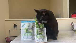 Learn How to Successfully Grow Cat Grass with This EasytoFollow Guide  Pet Greens by Bell Rock [upl. by Sinylg]