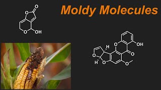 The Science of Mold Toxins [upl. by Lock567]