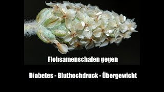 Flohsamenschalen Helfer bei Diabetes Bluthochdruck und Übergewicht [upl. by Eikciv725]