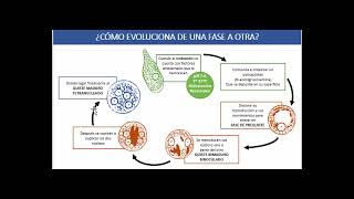 Infecciones por Protozoos Intestinales [upl. by Glassco]