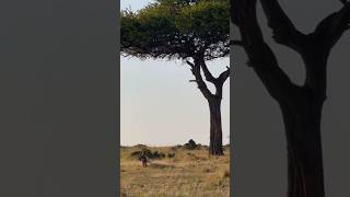 What’s the best time to go for an Africa Safari piano music pianomusic cover wildlife tourism [upl. by Buiron211]