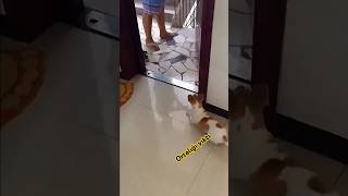 shortvideo köpek cinnet geçiren köpek ortalığı birbirine kattı haber sondakika komedi [upl. by Delacourt]