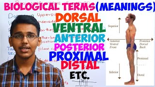 biological termsmeaningsdorsalventralposterioranterior proximaldistal [upl. by Limak]