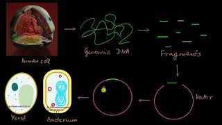 How was the human genome sequenced  Molecular basis of inheritance  Biology  Khan Academy [upl. by Oremar]