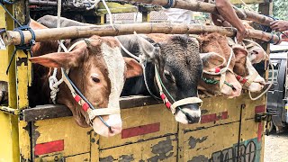 funny cow unloading from truck at the marketcow sound videos for kidsbig cowfunny animal [upl. by Kata23]