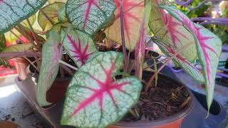 Baptisia and Caladium [upl. by Calhoun165]