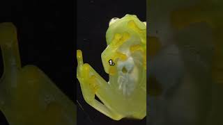 4 Glass Frog Ke Amazing Facts Jo Aapko Hairan Kar Denge facts frogs transparentfrog isitfact [upl. by Crudden754]