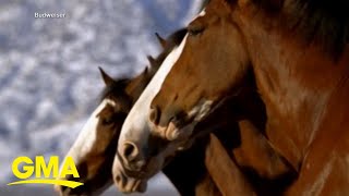 Budweiser brings back Clydesdales in 2024 Super Bowl ad [upl. by Izaak]